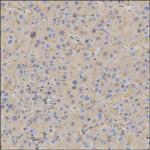 Human Serum Albumin Antibody in Immunohistochemistry (Paraffin) (IHC (P))