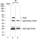 Human Serum Albumin Antibody in Immunoprecipitation (IP)