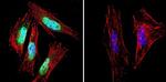 Presenilin 1 Antibody in Immunocytochemistry (ICC/IF)