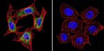 Presenilin 1 Antibody in Immunocytochemistry (ICC/IF)