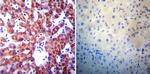 Presenilin 1 Antibody in Immunohistochemistry (Paraffin) (IHC (P))