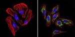 TIMP1 Antibody in Immunocytochemistry (ICC/IF)