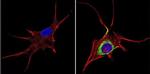 TIMP1 Antibody in Immunocytochemistry (ICC/IF)