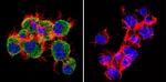 TIMP2 Antibody in Immunocytochemistry (ICC/IF)