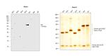 Human IgA (Heavy chain) Secondary Antibody