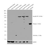 6x-His Tag Antibody in Western Blot (WB)