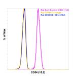 ICAM-1 Antibody