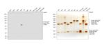 Human IgG4 Fc Secondary Antibody in Western Blot (WB)