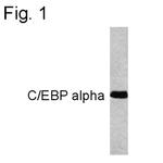 C/EBP alpha Antibody in Western Blot (WB)