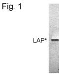 C/EBP beta Antibody in Western Blot (WB)