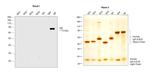 Human IgE Secondary Antibody