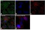 PLK1 Antibody in Immunocytochemistry (ICC/IF)