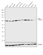 PLK1 Antibody in Western Blot (WB)