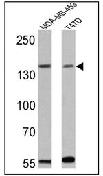 ErbB4 Antibody in Western Blot (WB)