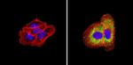 ErbB4 Antibody in Immunocytochemistry (ICC/IF)