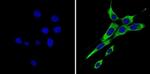 ErbB4 Antibody in Immunocytochemistry (ICC/IF)