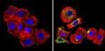 ErbB4 Antibody in Immunocytochemistry (ICC/IF)