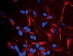 A2B5 Antibody in Immunocytochemistry (ICC/IF)