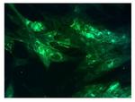 Varicella zoster Virus Antibody in Immunocytochemistry (ICC/IF)