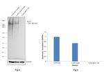 MUC1 Antibody in Western Blot (WB)