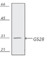 GOSR1 Antibody in Western Blot (WB)