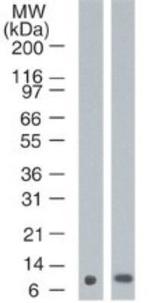 S100A7 Antibody in Western Blot (WB)