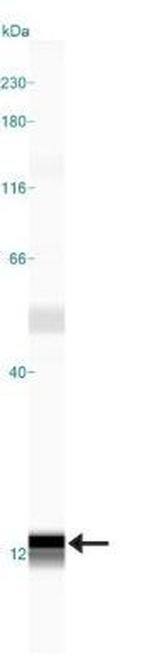 S100A7 Antibody in Western Blot (WB)