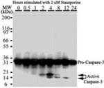 Active/Pro-Caspase 3 Antibody in Western Blot (WB)