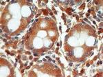 Active/Pro-Caspase 3 Antibody in Immunohistochemistry (Paraffin) (IHC (P))