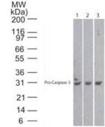 Active/Pro-Caspase 3 Antibody in Western Blot (WB)