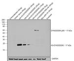 DYKDDDDK Tag Antibody in Western Blot (WB)