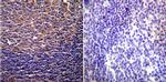 CFTR Antibody in Immunohistochemistry (Paraffin) (IHC (P))