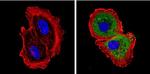 DIABLO Antibody in Immunocytochemistry (ICC/IF)