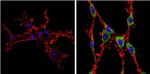 DIABLO Antibody in Immunocytochemistry (ICC/IF)