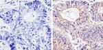 DIABLO Antibody in Immunohistochemistry (Paraffin) (IHC (P))