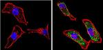 Galectin 3 Antibody in Immunocytochemistry (ICC/IF)