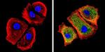 Galectin 3 Antibody in Immunocytochemistry (ICC/IF)