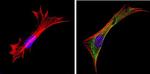 Galectin 3 Antibody in Immunocytochemistry (ICC/IF)