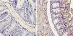 Galectin 3 Antibody in Immunohistochemistry (Paraffin) (IHC (P))