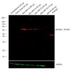 c-Myc Antibody in Western Blot (WB)