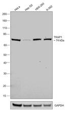 TRAP1 Antibody in Western Blot (WB)