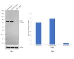 TRAP1 Antibody in Western Blot (WB)