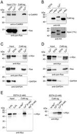 Pan Ras Antibody in Western Blot (WB)