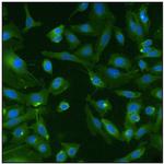 Pan Ras Antibody in Immunocytochemistry (ICC/IF)