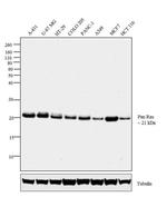 Pan Ras Antibody in Western Blot (WB)