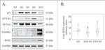 SOX2 Antibody in Western Blot (WB)