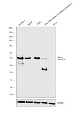 Nanog Antibody in Western Blot (WB)