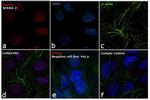 Nanog Antibody in Immunocytochemistry (ICC/IF)