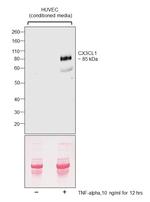 CX3CL1 Antibody in Western Blot (WB)