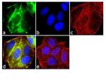 RALBP1 Antibody in Immunocytochemistry (ICC/IF)